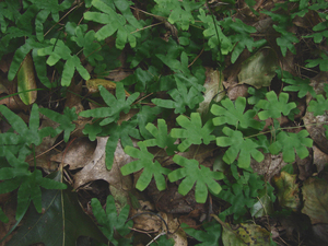 Photo By: Stephen M. Young. Photo taken: Richmond County, NY on 12 September 2006